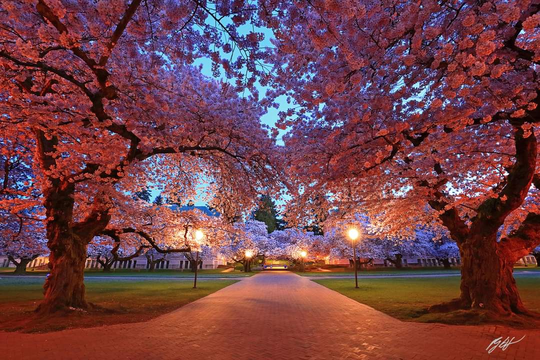 Cherry blossoms along a pathway at the University of Washington campus